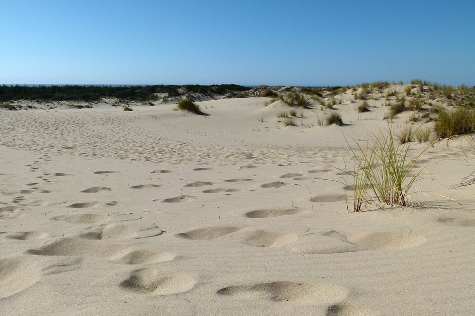 Landscape nature dunes
