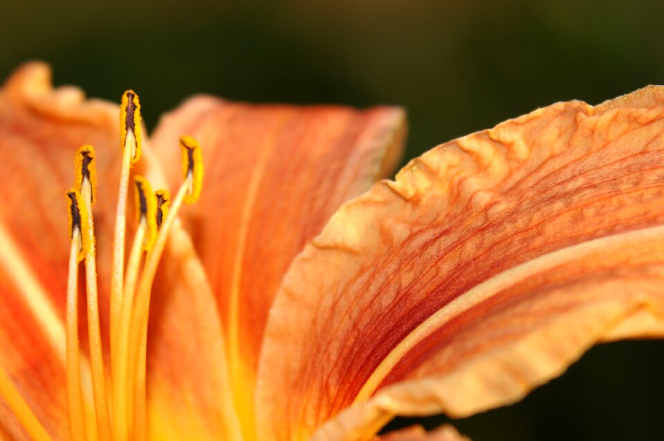 Flower macro a flower can heal with its close up Free photos