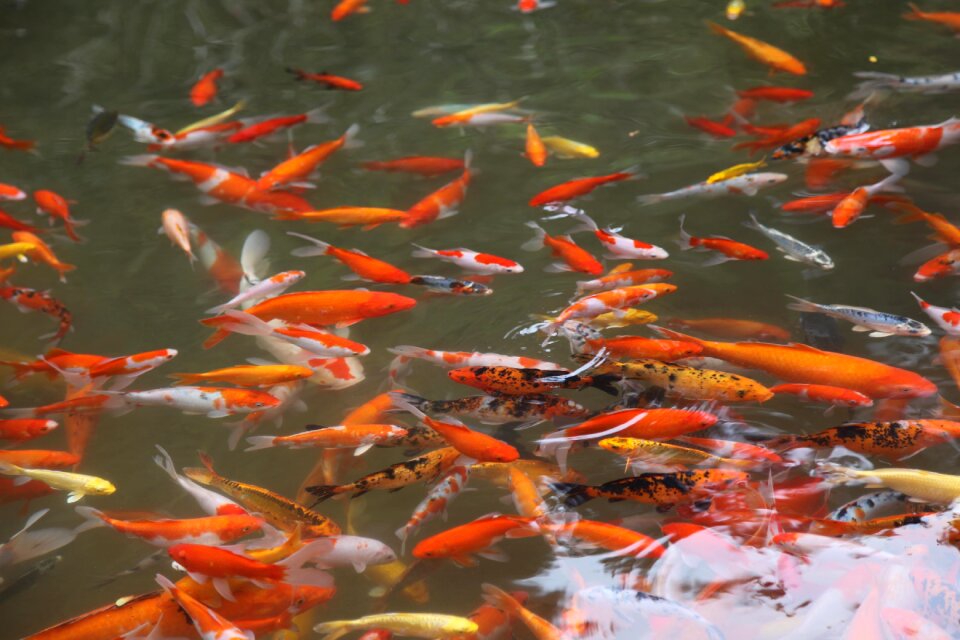 Pool feeding koi photo