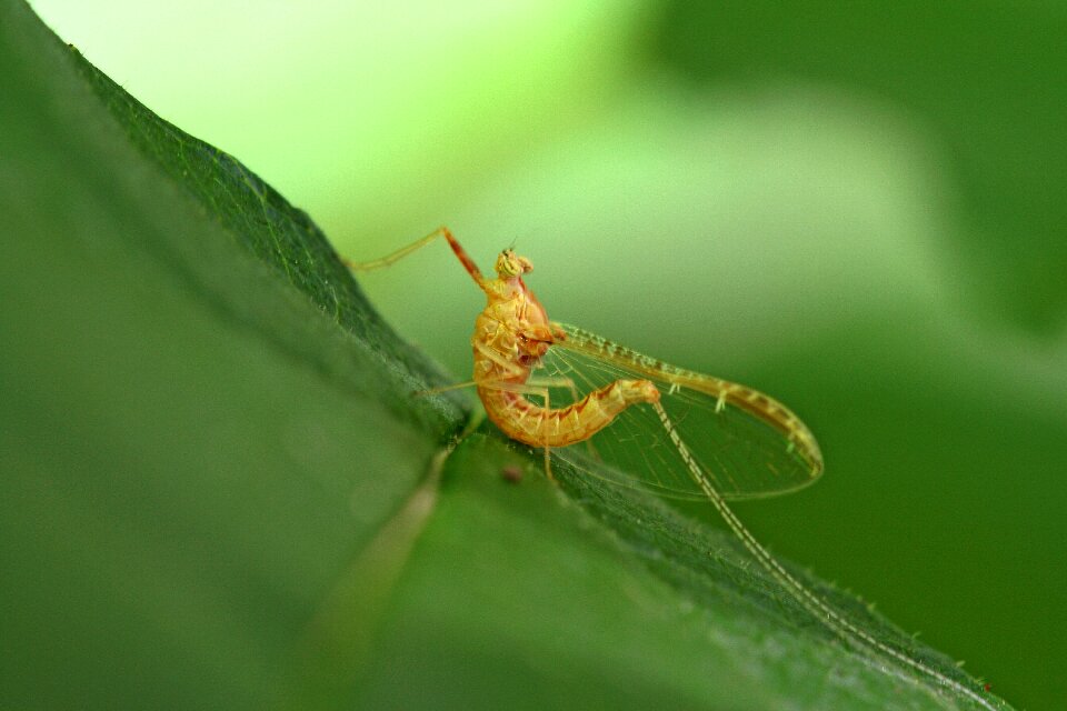 Insect nature green