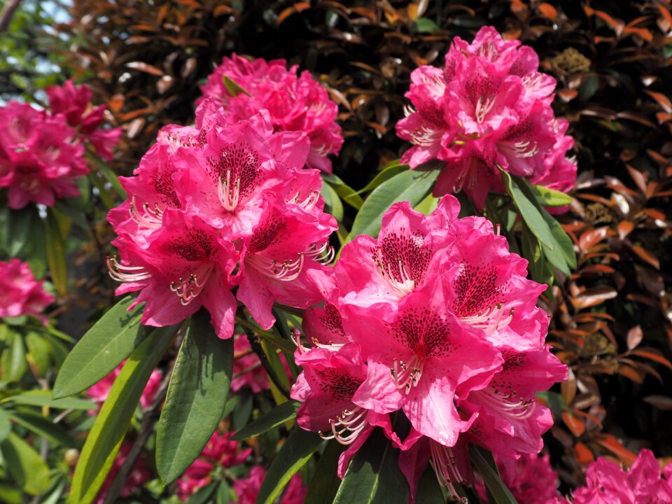 Flowers pink flower plant