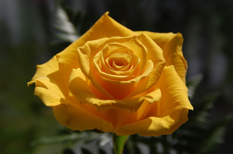 Yellow yellow rose perennial
