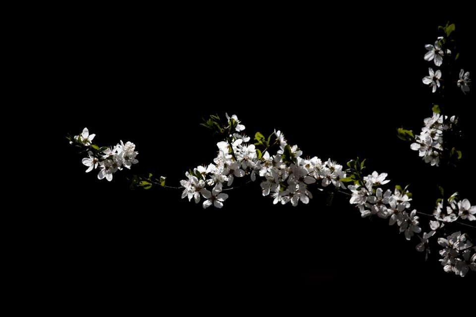 Flower white flowering tree