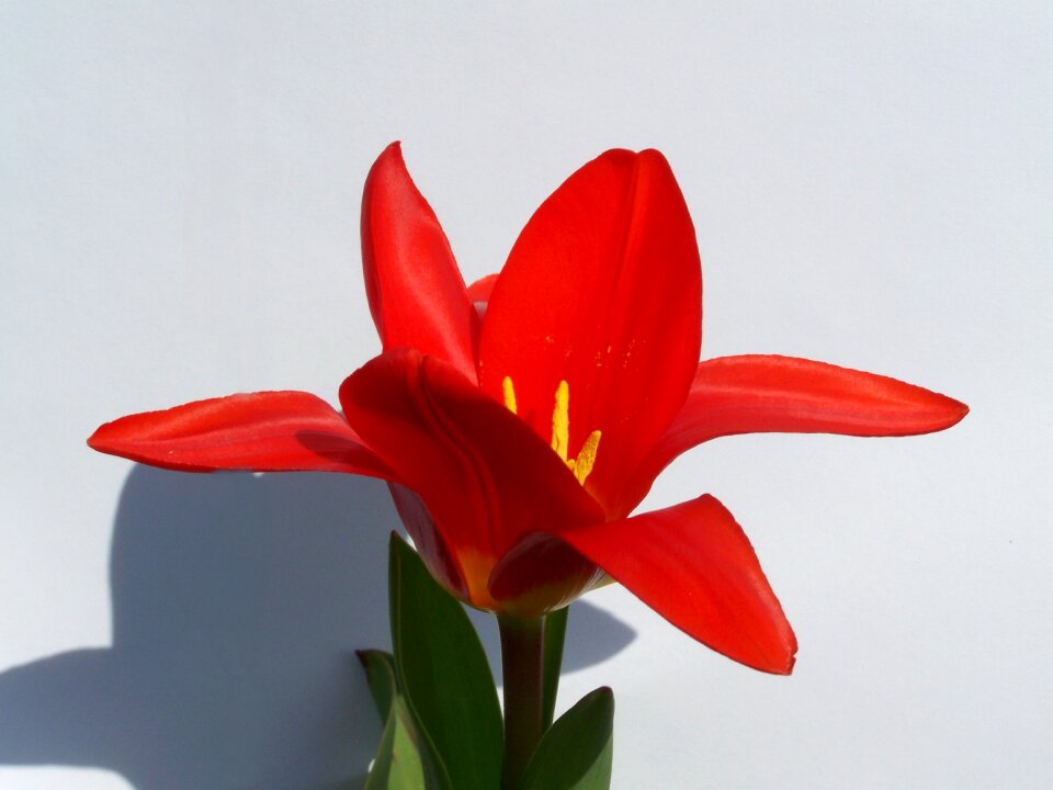 Red tulips garden spring flower