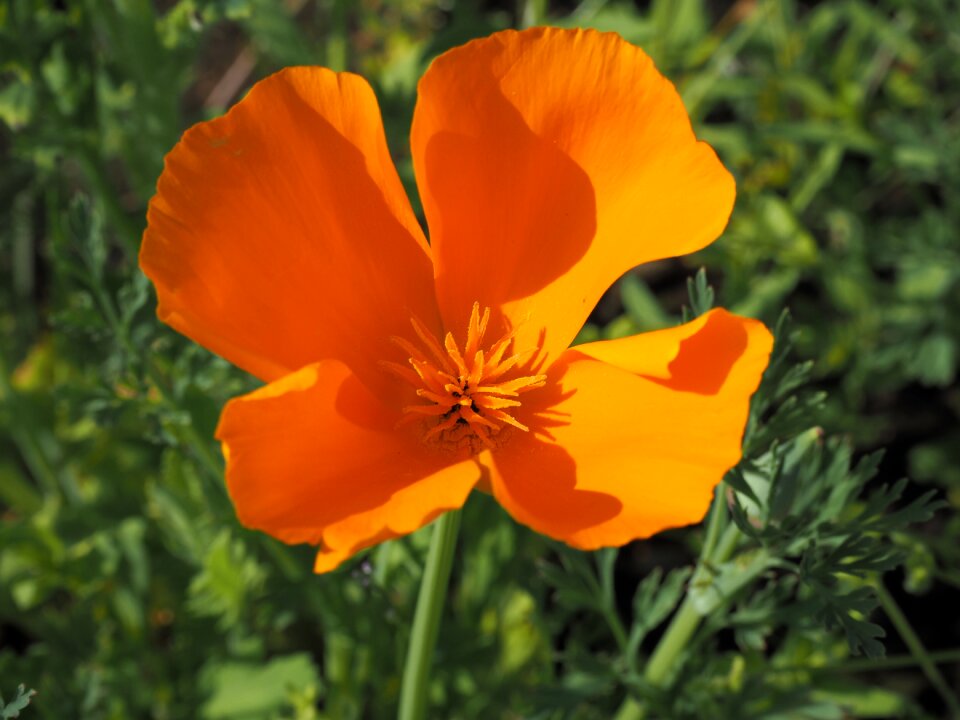 California poppy orange flowers