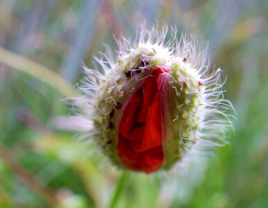 Poppy bud hairy