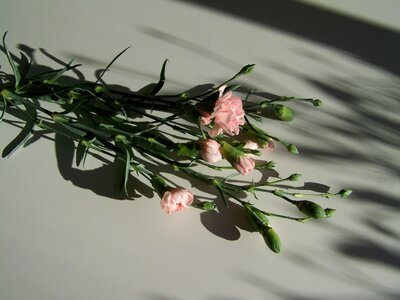 Carnation pink light shadow photo