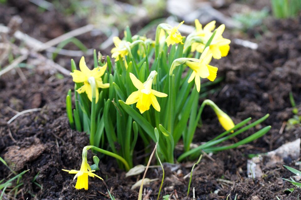 Osterglocken spring garden