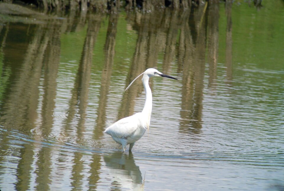 Nature silver heron white