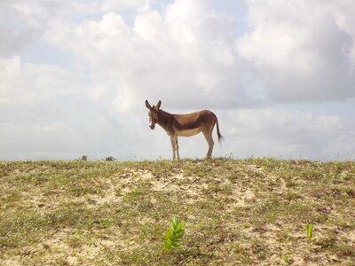 Nature animals green