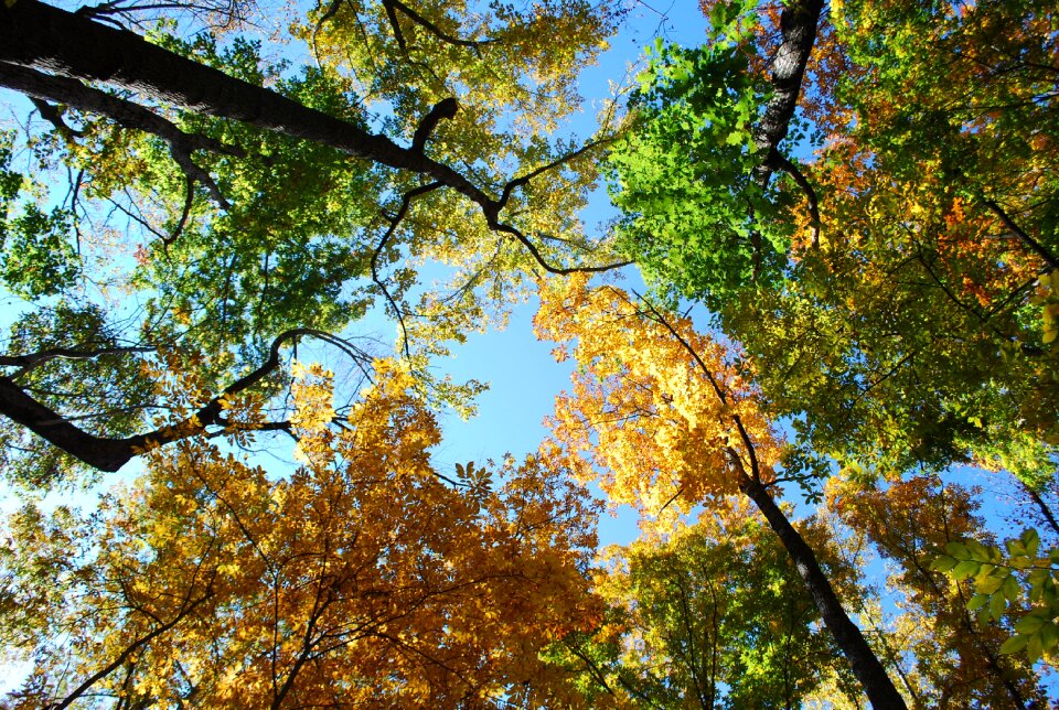 Nature tree foliage