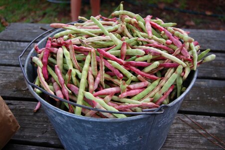 Southern agriculture food