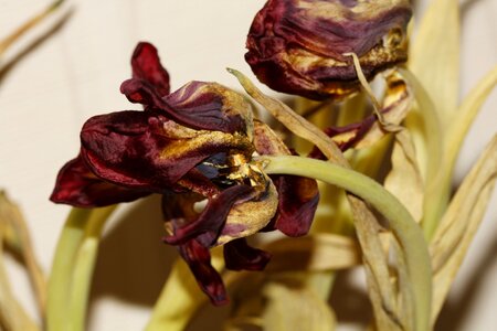 Nature flowers close up photo