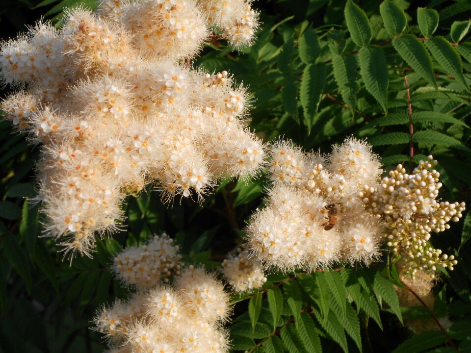 Bee garden