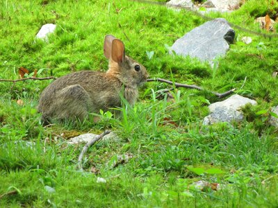 Mammal cute little photo