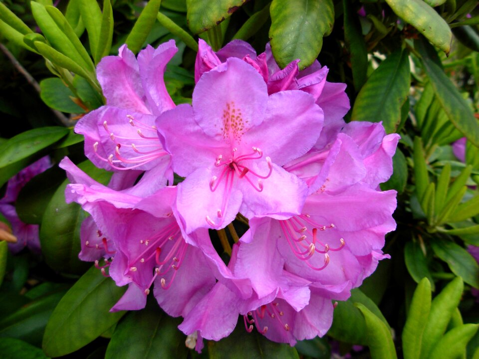Purple hedge bush
