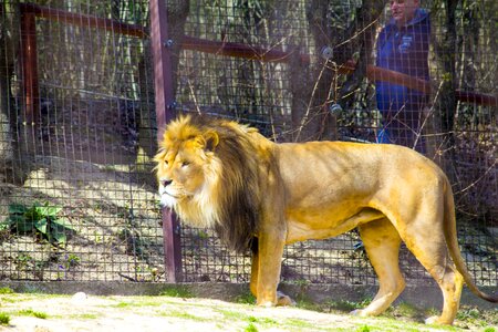 Lion zoo predator photo