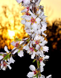 Spring flowers almond white