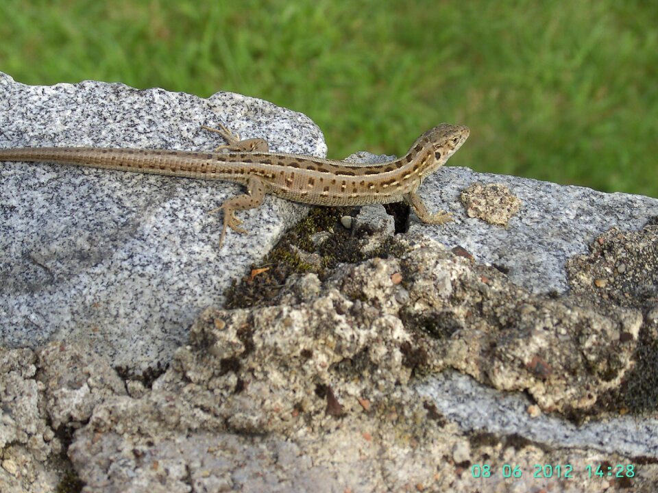 Reptiles the stones animals