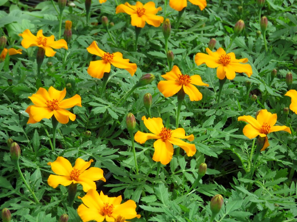 Flowers yellow œillet of india