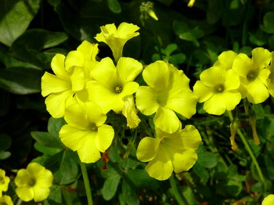 Flower spring malta