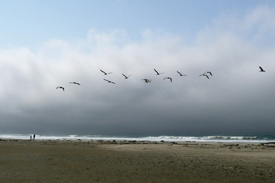 Animals beach pacific