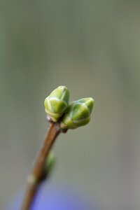 Tree bud spring photo