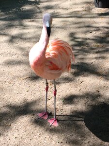 Bird zoo