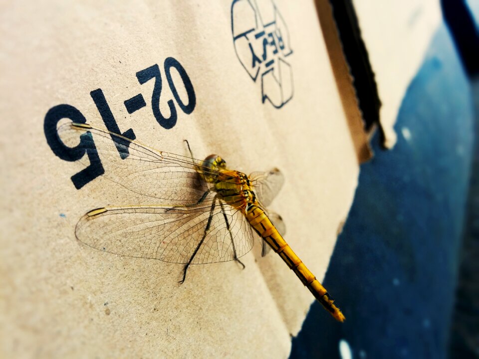 Insect dragonfly nature