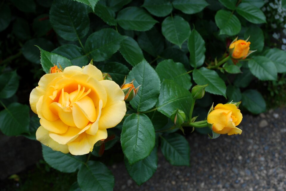 Blossom garden romance