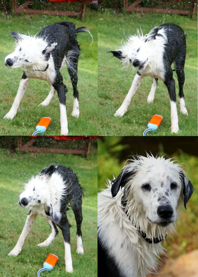 Fetch swim