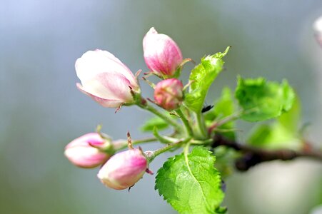 Flowers branch spring photo