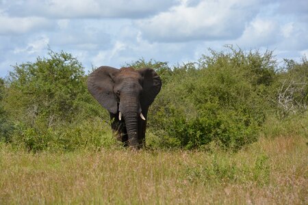 Kruger national park elephant south africa photo