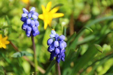 Flower blue close up photo