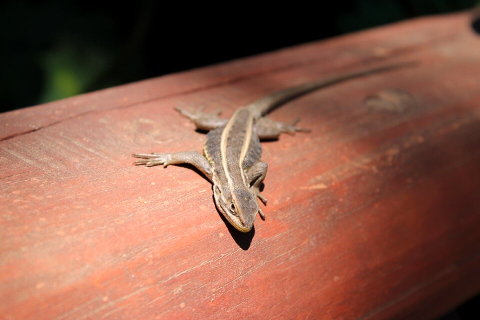 Reptile animals nature