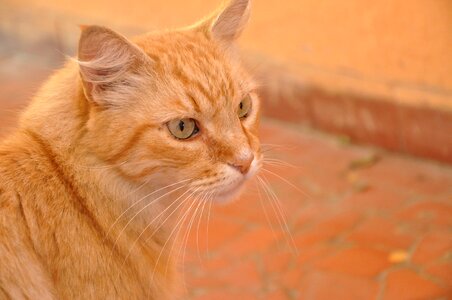 Cat orange pet photo