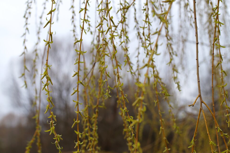 Branches aesthetic weeping willow