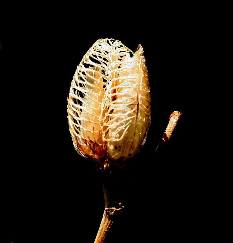 Dried flower seedpod seed
