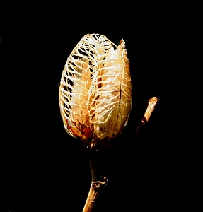 Dried flower seedpod seed
