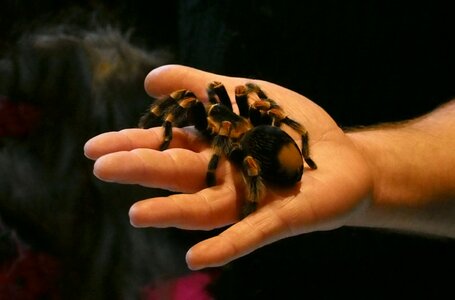 Tarantula arachnophobia overcoming fear