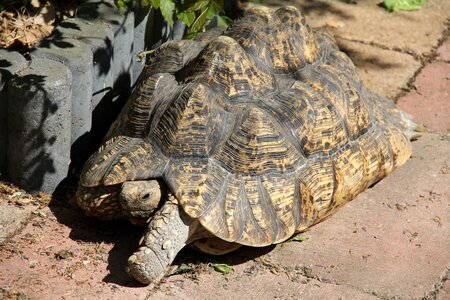Tanzanian leopard tortoise tropical land turtle african turtle