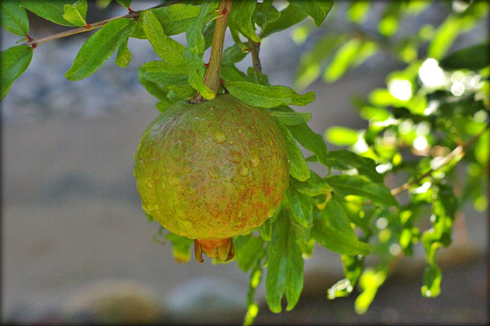 Fresh organic nature