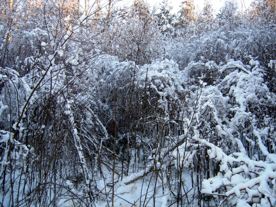 Winter shrubs plein air