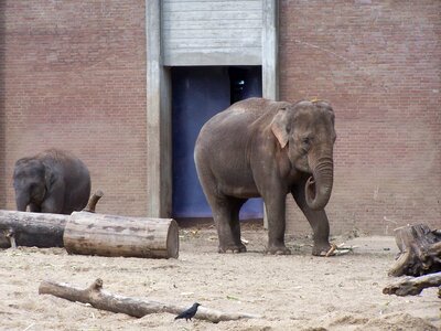 Wild big large