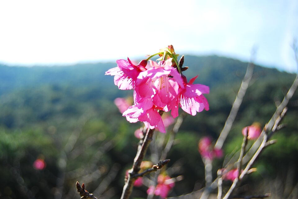 Nature green flowers