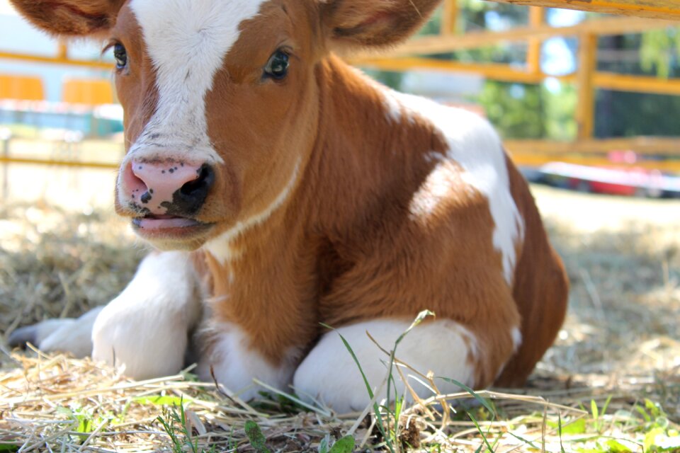 Cow nature animal nature