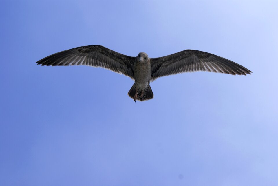 Sea gull bird flying