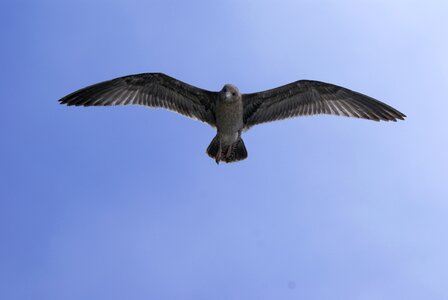 Sea gull bird flying