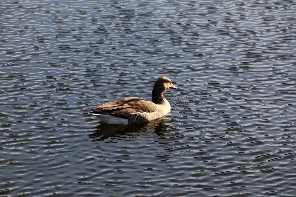 Goose kralingse plas rotterdam