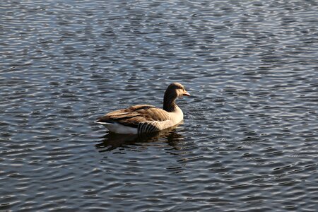 Goose kralingse plas rotterdam